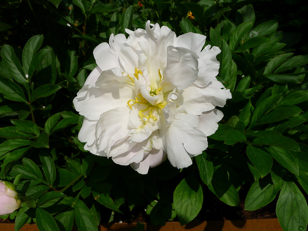 Beautiful Peony White Emperor, one of the stars of the show